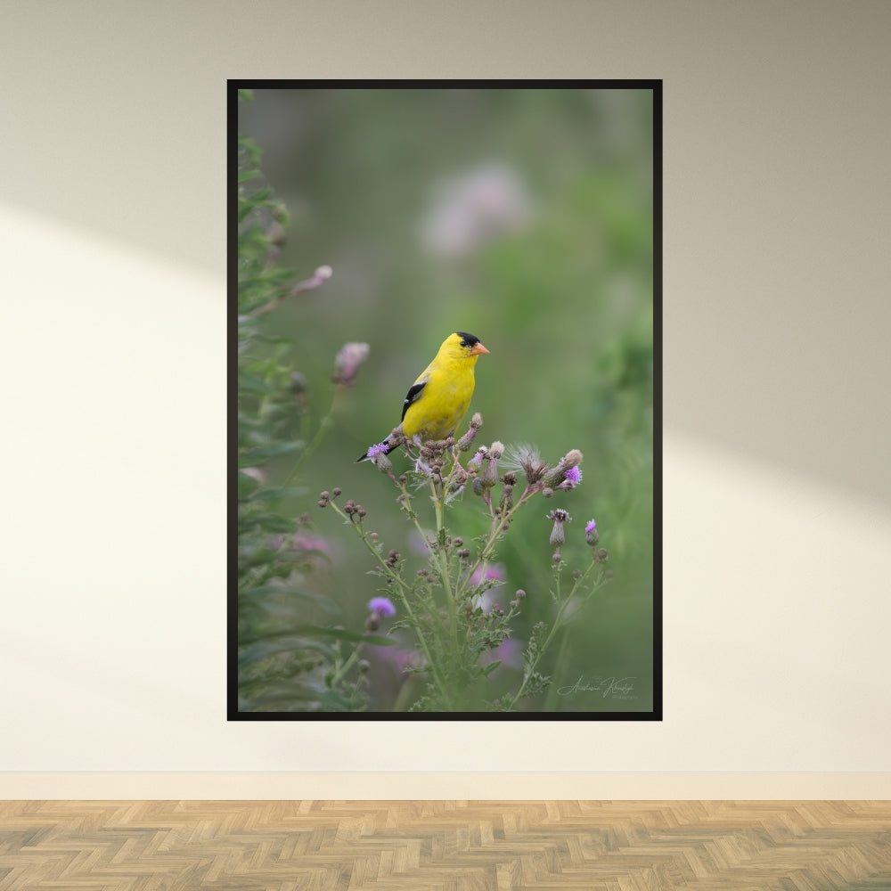 American Goldfinch – Fine Art Wildlife Photography Print